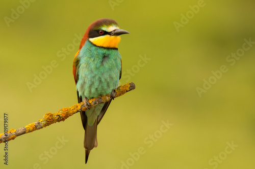 Small bird perched nice plumage © Gelpi