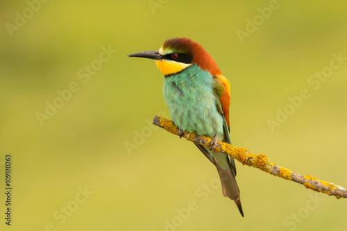 Small bird perched nice plumage