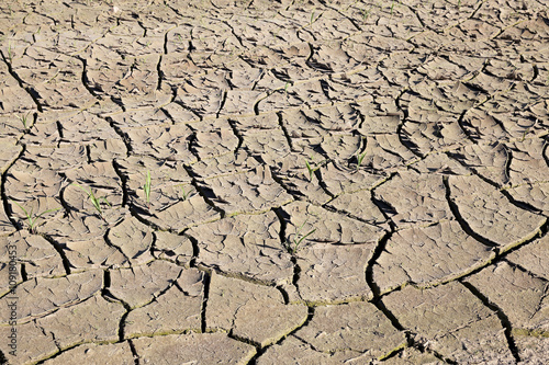 cracked earth in the field 