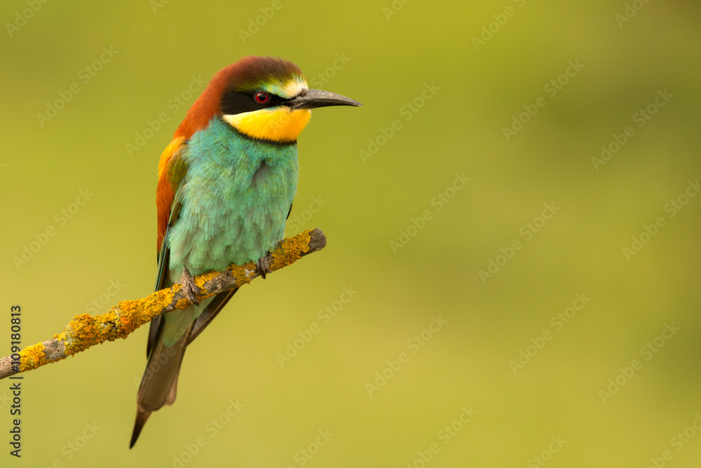 Small bird perched nice plumage