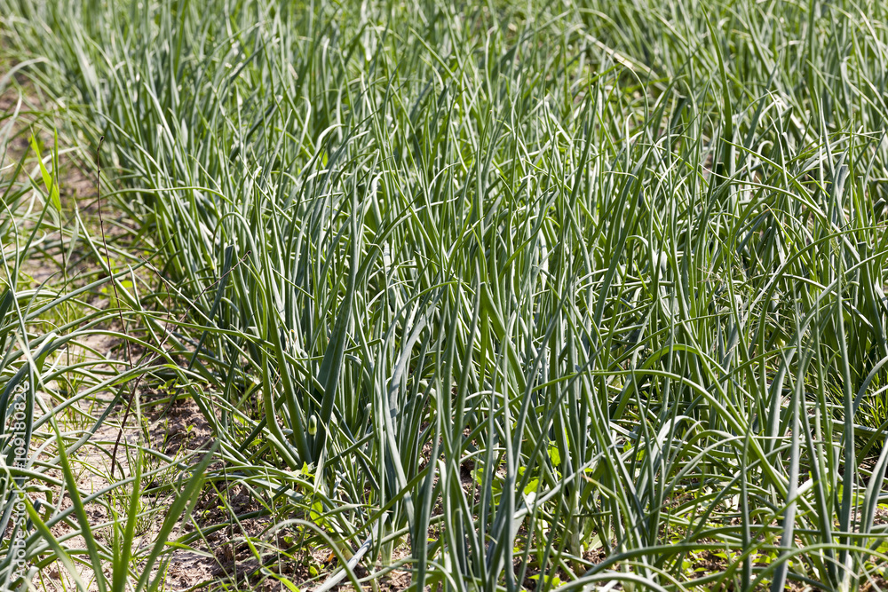Fototapeta premium sprouts green onions 