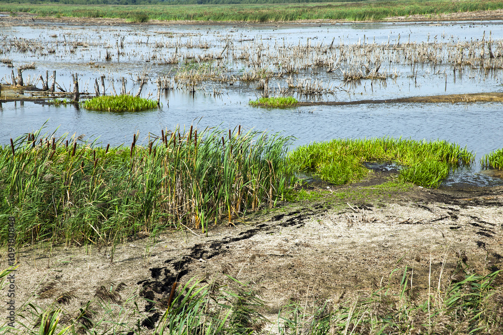 small swamp, lake small swamp, lake