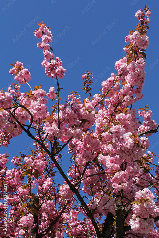 beautiful pink cherry blossom against blue sky