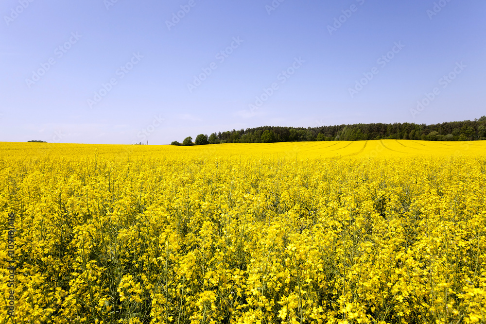 Rape field ,  Blue sky.