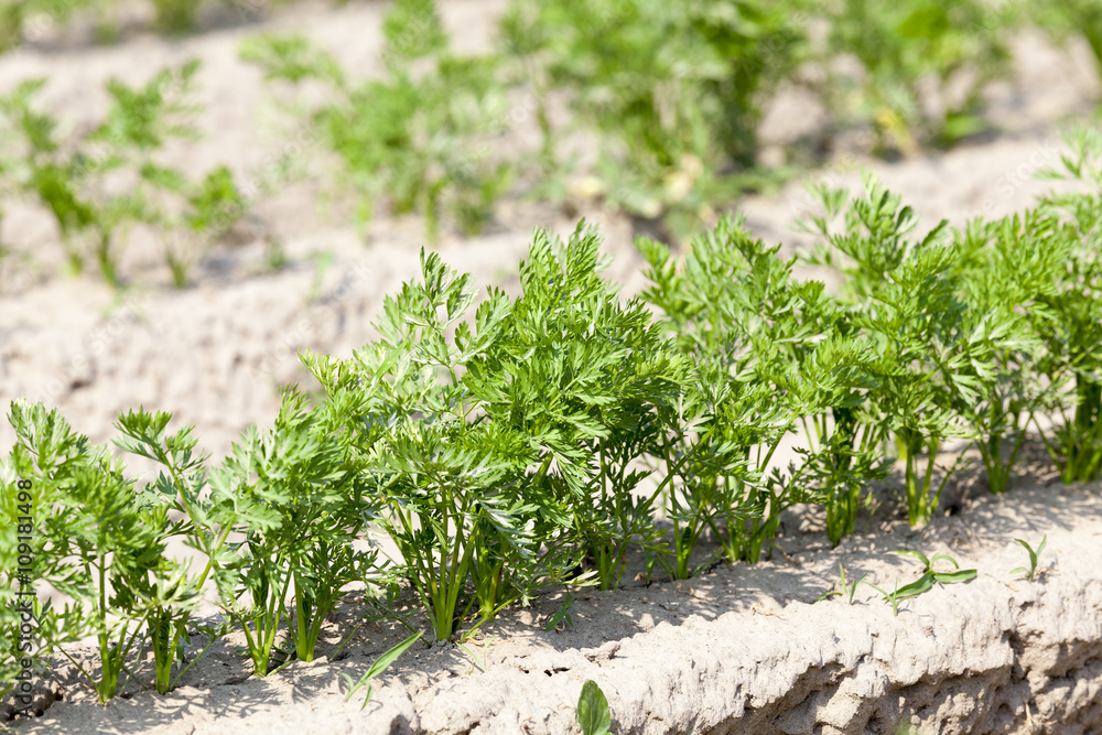 Field with carrot Field with carrot