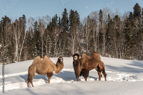 couple de chameau de Bactriane, se tenant debout face à face, dans la neige, forêt en arrière plan