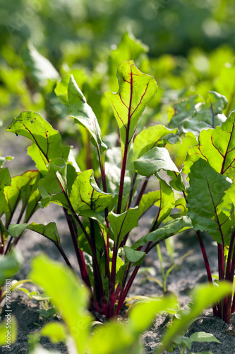 young beet greens 