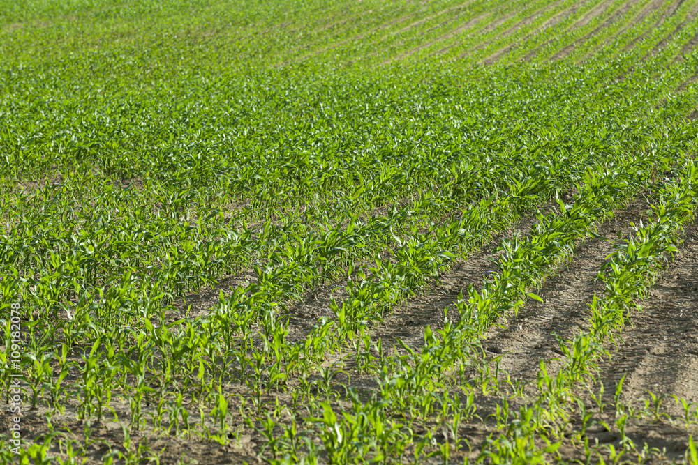 Corn field, summer  