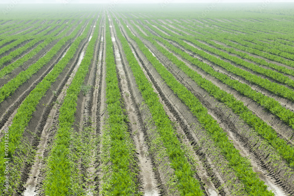 Field with carrot Field with carrot