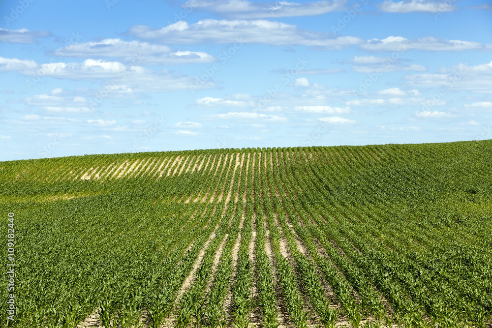 Corn field, summer 