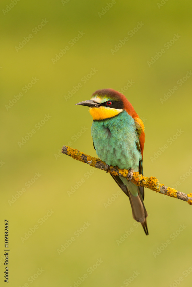 Small bird perched nice plumage Small bird perched nice plumage
