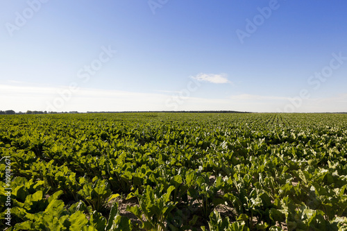 Field with sugar beet 