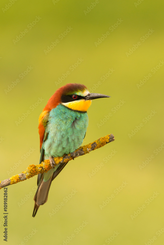 Small bird perched nice plumage