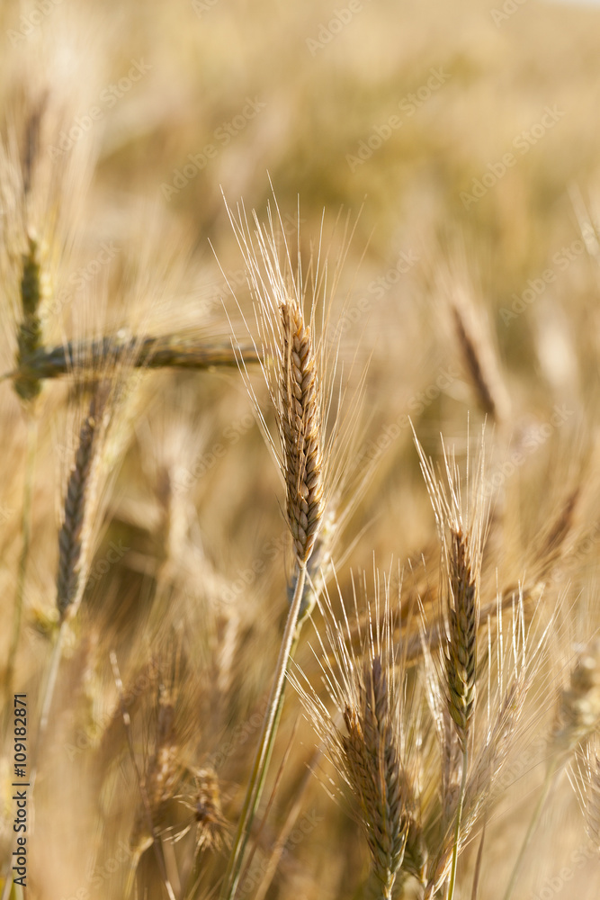 Fototapeta premium Field of cereal in the summer 