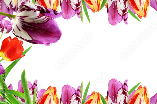 colorful spring tulip flower as background with text copy space