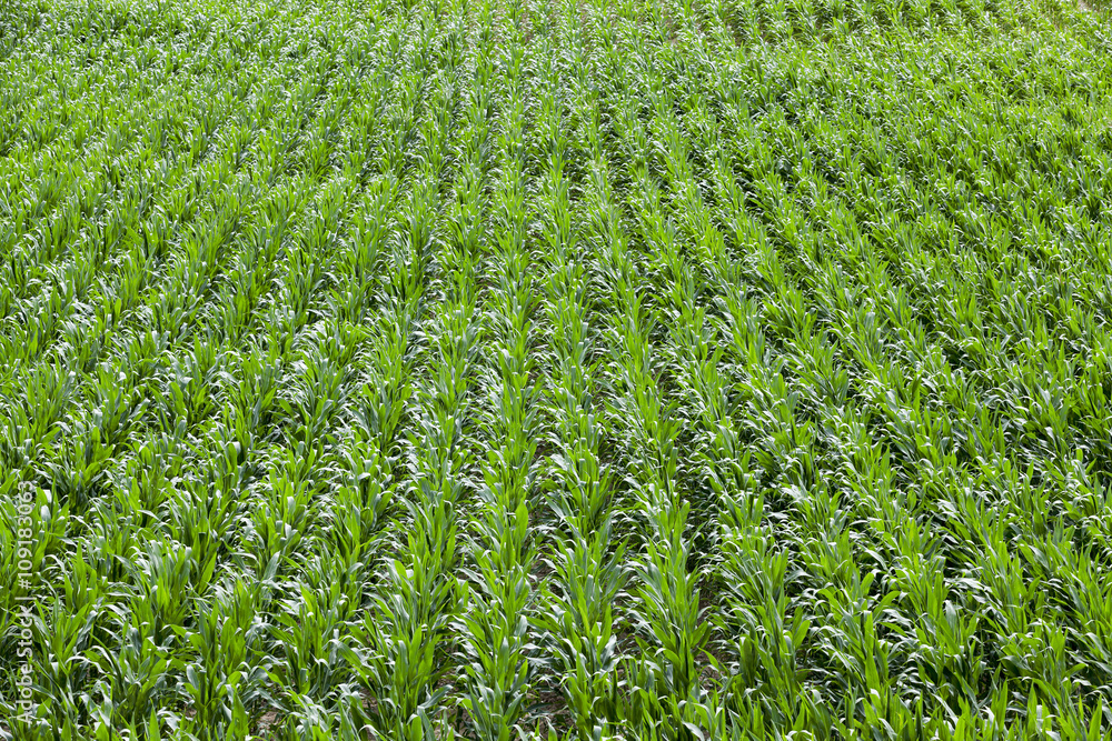 Corn field, summer  