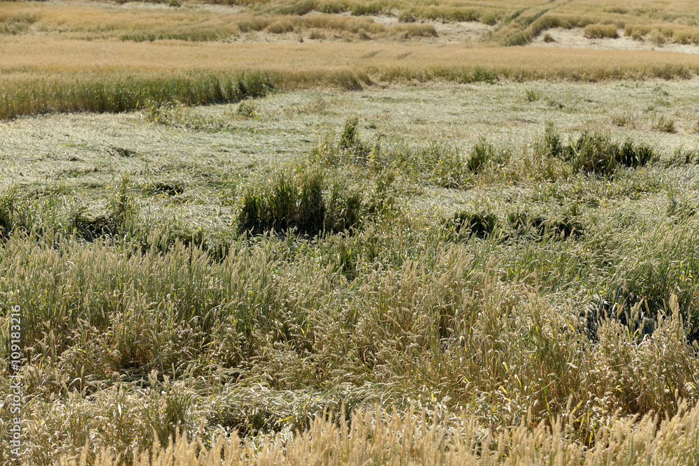 destroyed by the storm wheat destroyed by the storm wheat
