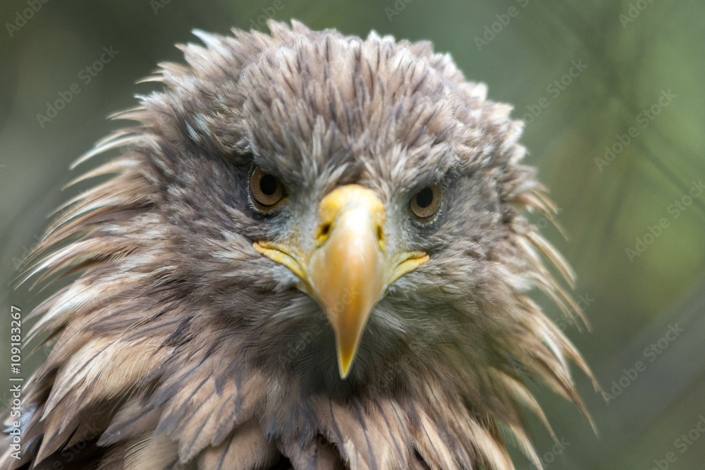 White-tailed Sea Eagle (Haliaeetus albicilla) White-tailed Sea Eagle (Haliaeetus albicilla)