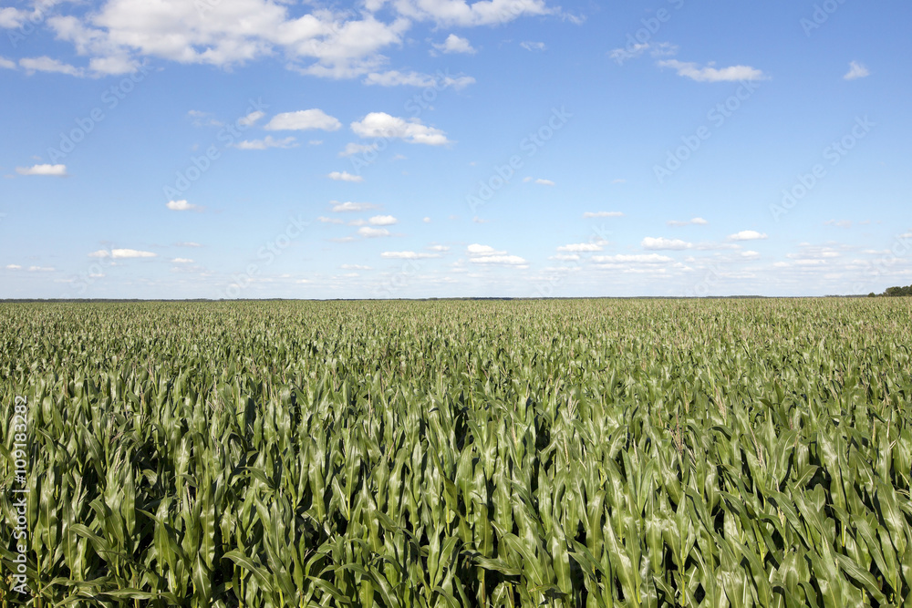 corn field, agriculture corn field, agriculture
