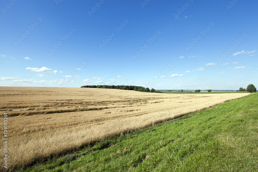 Field of cereal in the summer  