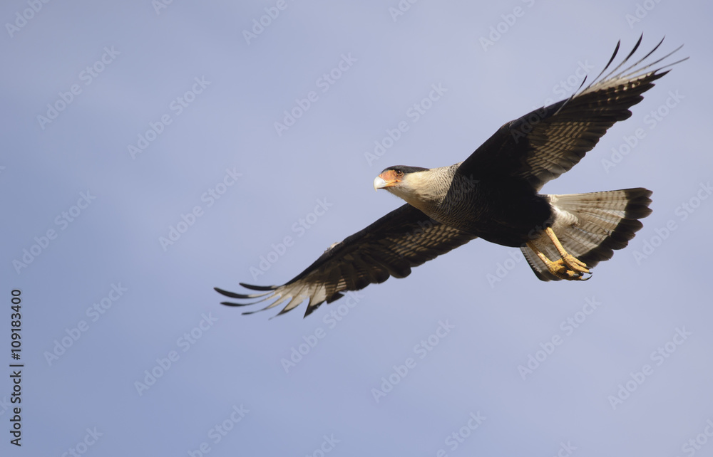 Fototapeta premium Carrion Bird of Patagonia