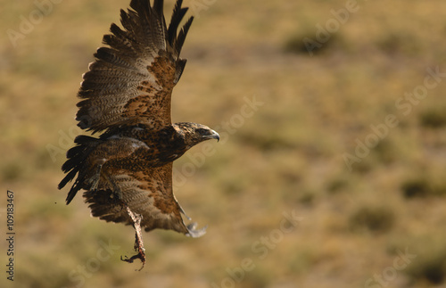 Carrion Bird of Patagonia