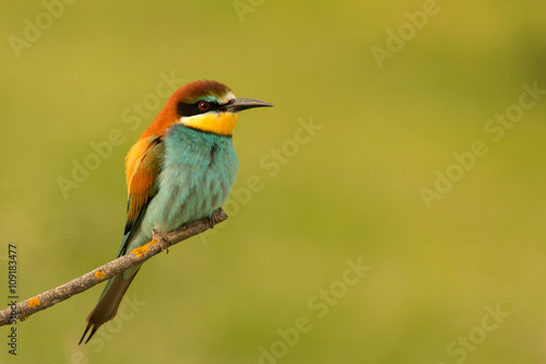 Small bird perched nice plumage © Gelpi
