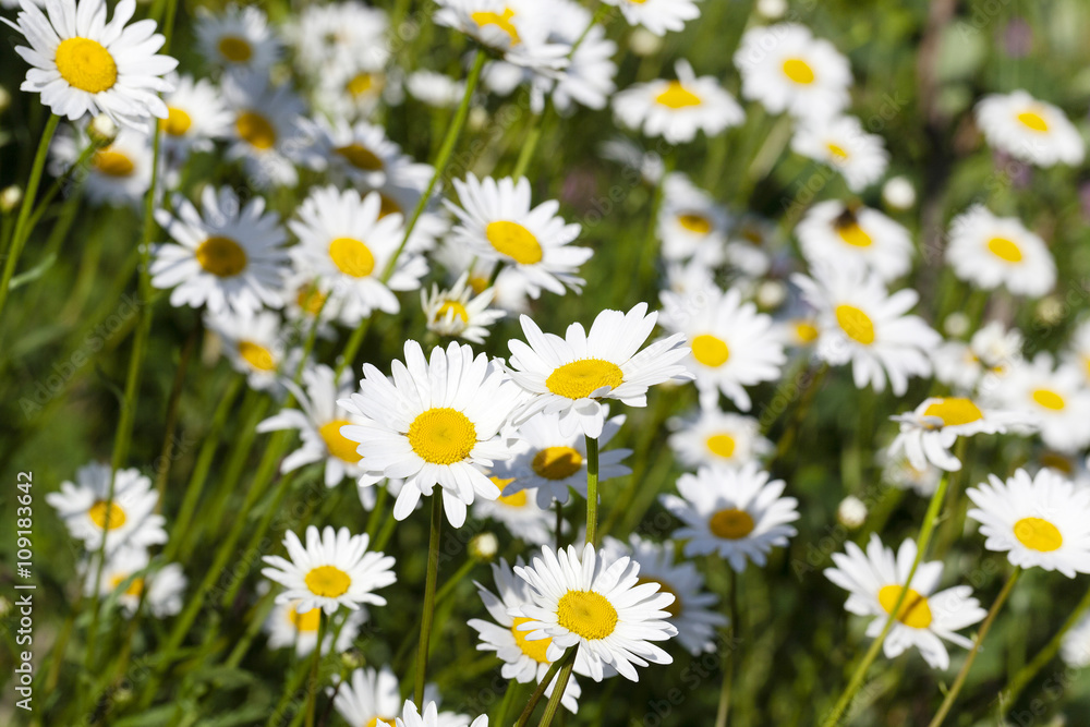 daisy flowers , summer time daisy flowers , summer time