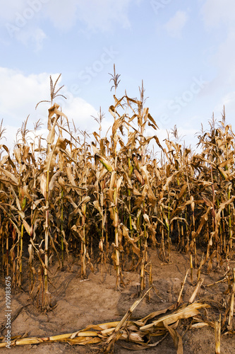 mature corn , autumn