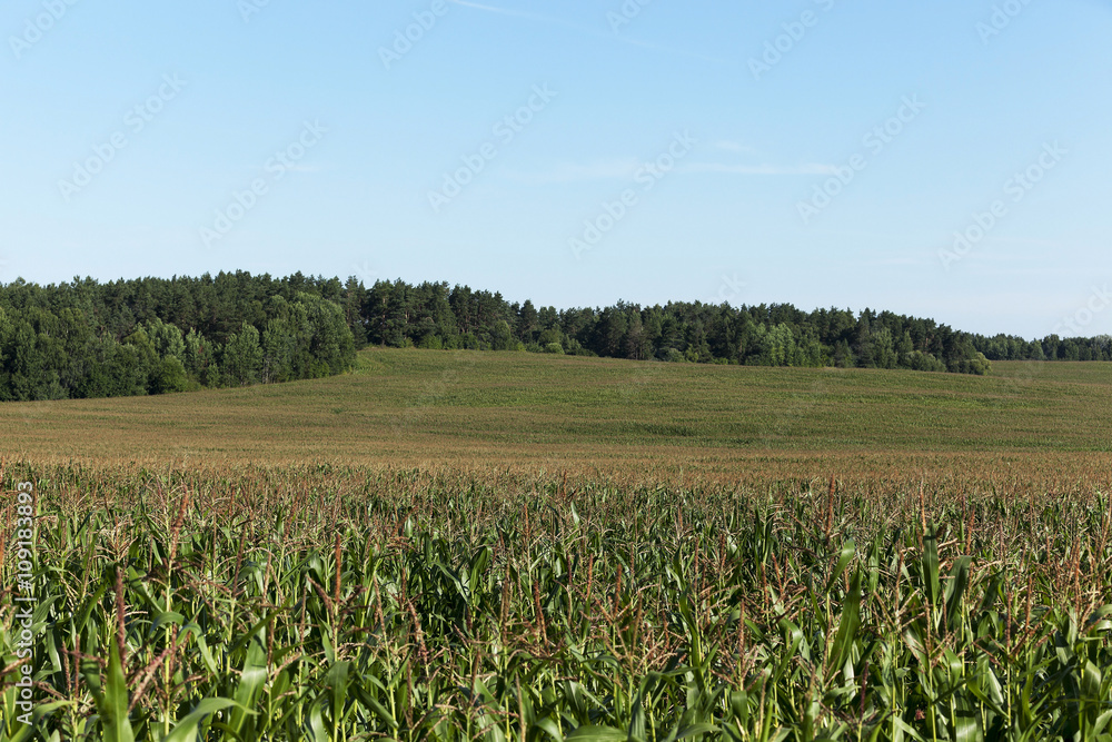 Corn field, summer 