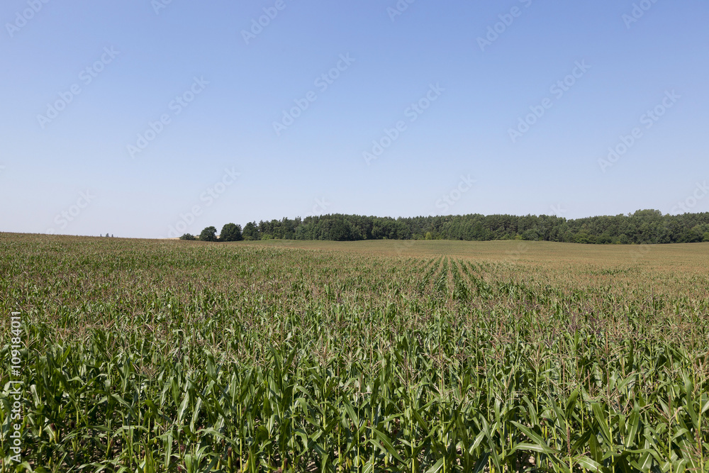 Corn field, summer 