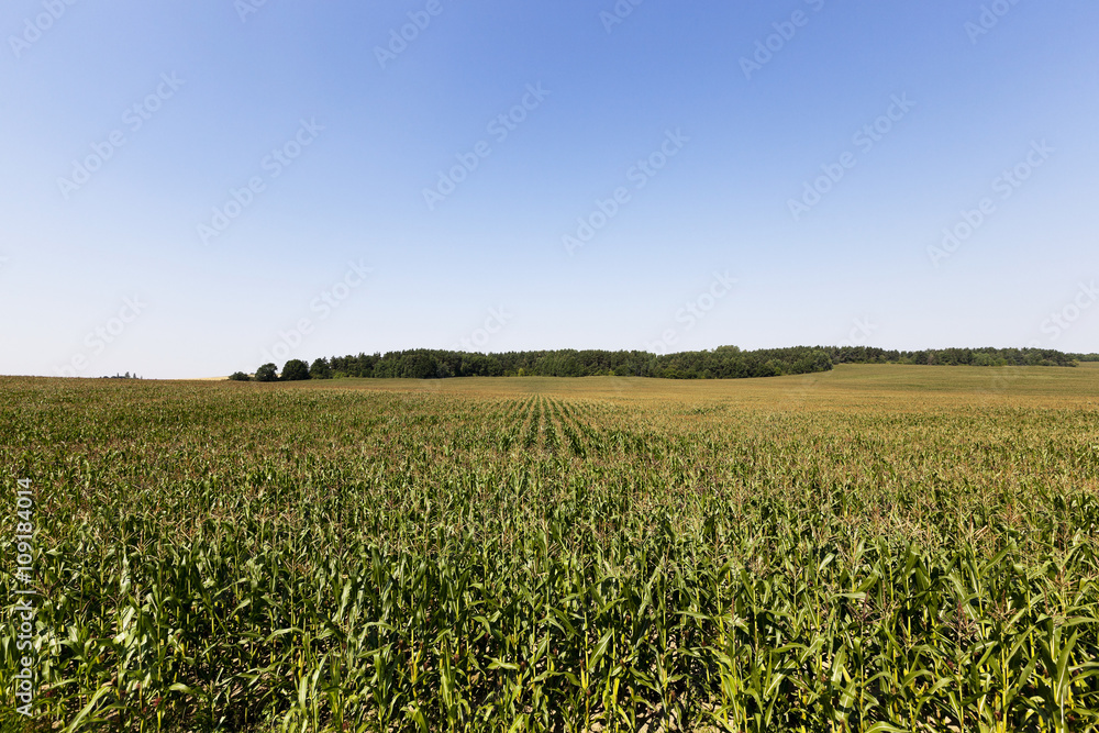 field with green corn  