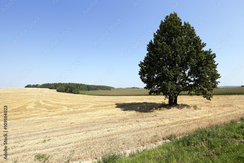 wheat field, tree  