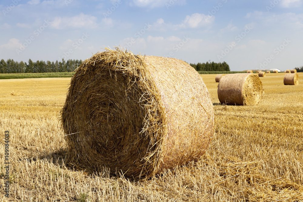 haystacks straw. field  