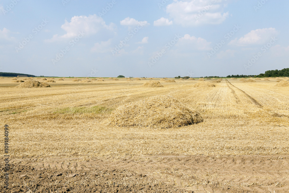 agricultural field with cereal  
