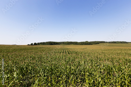 field with green corn 