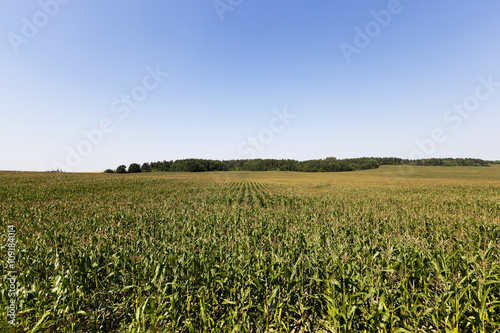 field with green corn  