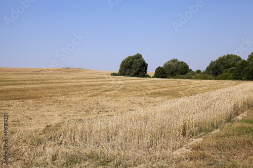 band with wheat 