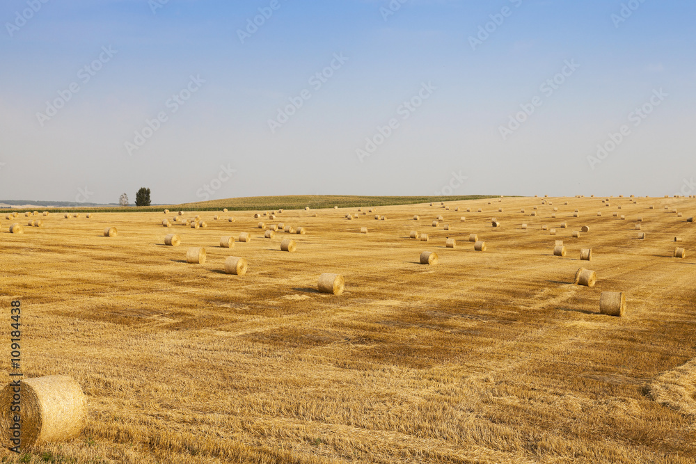 Agricultural field with wheat  