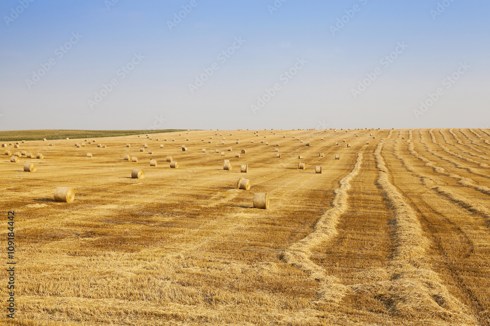 Fototapeta premium field of wheat 
