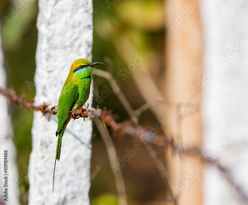 The green bee-eater sometimes little green bee-eater is a near perching bird in the bee-eater family. They are mainly insect eaters and they are found in grassland, thin scrub and forest .