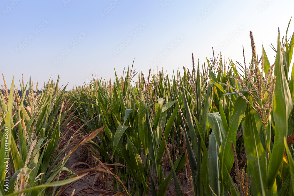 Obraz premium Green immature corn 