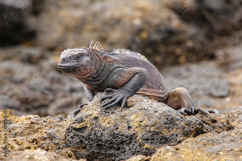 Marine Iguana on Chinese Hat island, Galapagos National Park, Ec