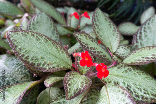 Flowering Episcia Reptans photo