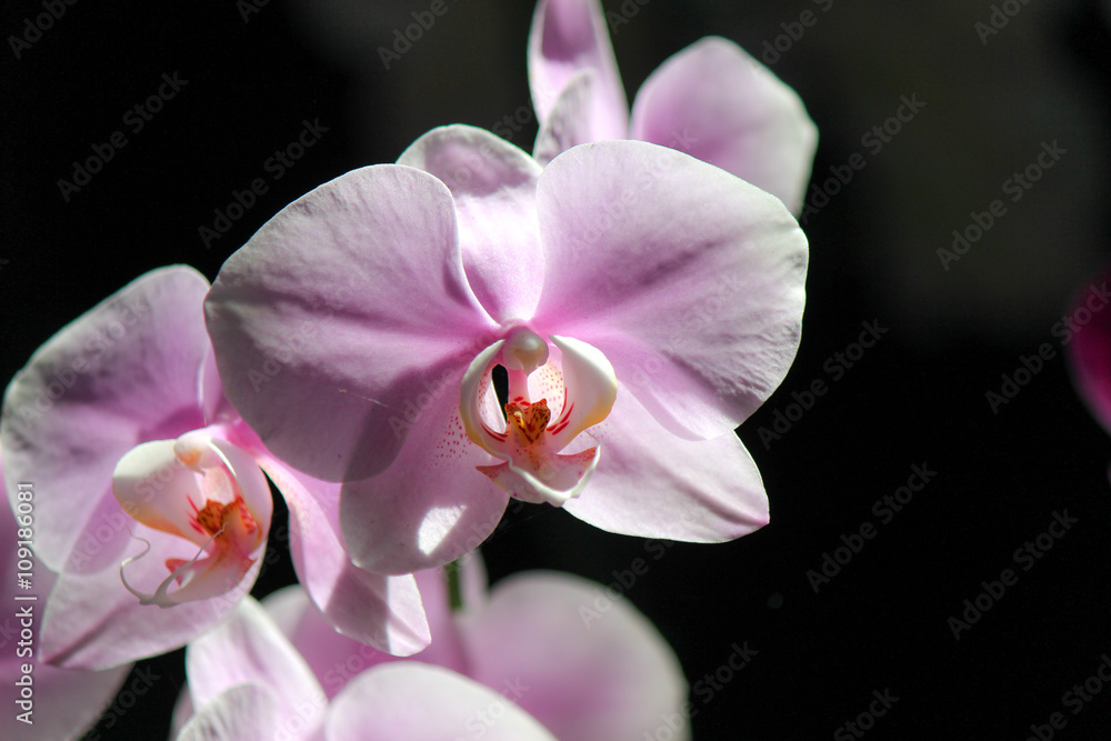 pink orchids with black background pink orchids with black background