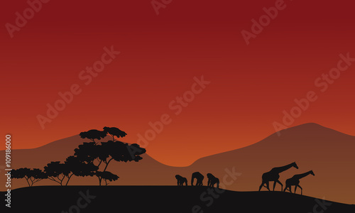 Silhouette of giraffe and gorilla