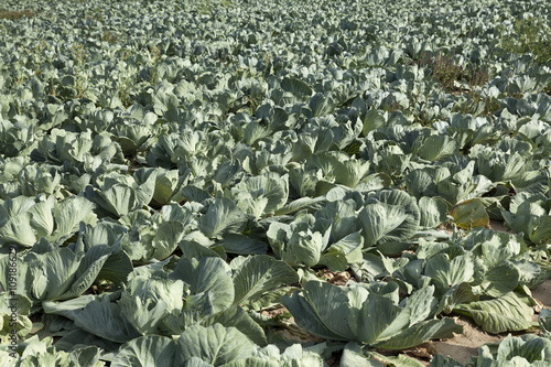 Field with cabbage  summer  