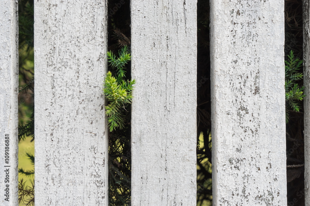 Tree on wood panels wall for background Tree on wood panels wall for background