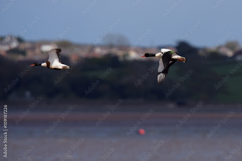 Fototapeta premium Shelduck