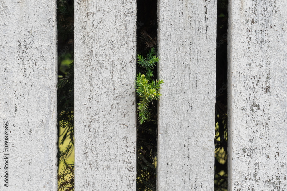 Old white wood plank background. Closeup. Old white wood plank background. Closeup.